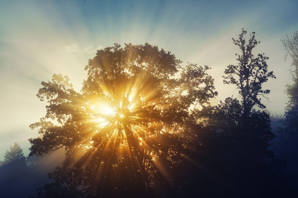 https://www.pexels.com/photo/sunset-sunlight-behind-trees-18630829/